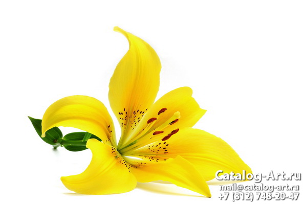 Yellow lilies 8